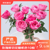 京东鲜花产地仓严选玫瑰颜色随机家庭插花随机玫瑰10枝源头直发