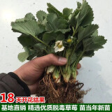 【20天速长成果】奶油草莓秧苗盆栽四季草莓苗南北方种植当年结果 热卖款:【10颗+肥】精选高产苗 耐寒【四季结果奶油大草莓】