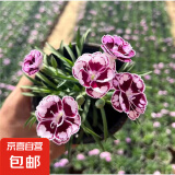 欧石竹花苗初吻多年生四季开花草坪盆栽耐寒耐旱宿根粉贝康乃馨 超美石竹6盆约10cm高原盆土 含盆