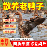 岽鲜 新鲜鸭肉生鲜白条鸭冷冻整只 煲汤食材鸭子肉 老土鸭 净4斤
