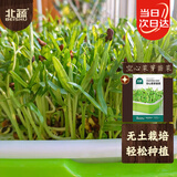 北蔬 芽苗菜种子苗空心菜无土水培盆栽蔬菜种籽 空心菜芽苗菜种子200g