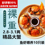 【活蟹】湖鲜阳澄 大闸蟹 去绳足重 2.8-3.1两 10只 鲜活六月黄现货超大螃蟹生鲜礼盒装
