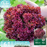 寿禾 生菜种子四季播紫色夏秋蔬菜莱种紫叶家庭种寿光菜籽叶菜种籽 粉艳红罗莎生菜种子10g
