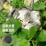 凤鸣雅世 猫薄荷种子苗四季阳台室内盆栽花卉薄荷种籽 猫薄荷种子1000粒 
