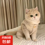 猫咪衣服保暖羊羔毛马甲背心秋冬款泰迪博美宠物冬装可爱韩版衣服 羊羔绒马甲-杏色 XS码(约1-2斤)