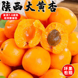 京世泽 陕西金太阳大黄杏 酸甜大杏子 时令水果 颗颗美味 净重2斤