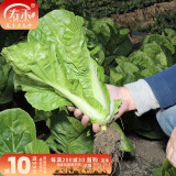 寿禾油菜种子矮脚上海青梗菜蔬菜小白菜快菜夏秋寿光蔬种籽四季青菜 （耐热）季季丰快菜种子10g