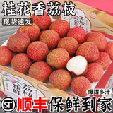 荔枝新鲜包邮桂味5斤水果广东当季荔枝白整箱西糖罂10斤顺丰 3斤 【实惠装】顺丰单果约15-20g