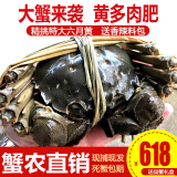 【活蟹】阳澄小斌大闸蟹 鲜活精挑特大螃蟹公蟹母蟹生鲜水产礼盒 精品特大六月黄4.0-4.3两 八只装