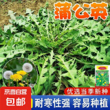 野生蒲公英种子婆婆丁易种高产四季野菜露地盆栽药食两用蔬菜种籽 野生蒲公英种子 1包约1500粒