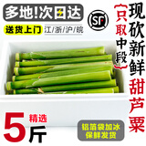 顺丰生鲜冷链当日新鲜5斤崇明甜芦粟甜杆甜高粱杆东北甜杆小甘蔗M 1斤【顺丰】