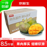 京鲜生 攀枝花凯特芒果 净重8.5斤 单果600g+ 生鲜水果源头直发