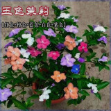 开花双色茉莉四季浓香型庭院花卉鸳鸯盆栽绿植净化茉莉花耐寒花卉 五色茉莉【驱蚊虫】八年精品苗【买一发二棵】开花爆满