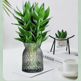 四季招财好运旺宅水培观音竹富贵水竹客厅室内办公盆栽绿植除甲醛 观音竹3支（轻奢盆）+营养液 观音竹高度25-35厘米