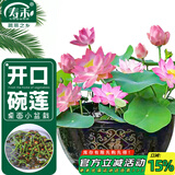 寿禾 水培碗莲种子苗荷花家庭办公室小盆栽 潍育寿艺开口碗莲种子30粒