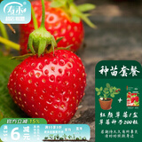寿禾草莓苗带土发货大苗寿禾苗场四季带盆栽好秋季批发奶油秧苗 种苗套餐 红颜草莓1盆+200粒种子