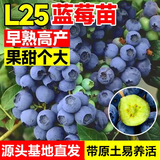 欧悟【带花苞】蓝莓树苗带原土蓝莓树盆栽地栽果树苗室内耐寒南北方种 L25花香蓝莓【5年苗】含加仑盆