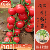 寿禾 蔬菜苗活苗带土发货大全菜苗种苗春夏各种秧苗山东寿光苗子阳台 圆果甜心圣女果苗 6棵
