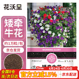 花沃里矮牵牛花种子1万粒 花卉种子四季花种家庭盆栽土阳台庭院种植草籽