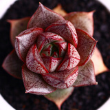 迎虞花苑多肉植物阳台绿植盆栽 大和锦 单株