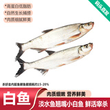 品鲜肴淡水鲜活大翘嘴鱼生态白鱼白刁鱼新鲜淡水鱼小刁子鱼翘嘴白鱼翘壳 新鲜白鱼2条（每条7-8两）