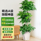 爱优尚幸福树盆栽客厅室内大型绿植办公室乔迁新家绿宝净化空气源头直发