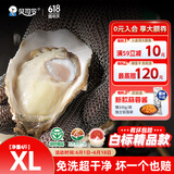 贝司令（BEISILING）【鲜活】乳山生态生蚝牡蛎贝类烧烤源头直发XL净重4斤端午聚餐