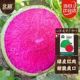 北蔬 红心萝卜种子苗夏秋季水果罗卜蔬菜种籽 心里美萝卜种子500粒