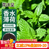 花沃里香水薄荷种子500粒/包花卉种子四季花种家庭盆栽土阳台庭院种