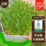 北蔬 麻豌豆种子种苗芽苗菜水培无土栽培蔬菜种籽 北蔬麻豌豆种子500g
