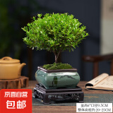 小叶赤楠盆景植物办公花卉基地直销批发绿植盆栽室内摆件花卉绿植 赤楠+方形山水盆+苔藓+底座