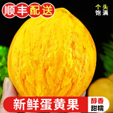 【顺丰】新鲜现摘鸡蛋果 海南/广西/云南蛋黄果 狮头果热带水果 精选大果 单果150-300g 1000g