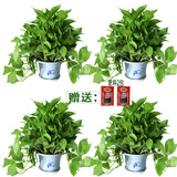 小冤家绿萝盆栽室内花卉绿植绿箩水养花卉盆景桌面办公客厅水培大叶绿色 180#中国风白盆四盆+肥料2包