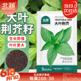 北蔬荆芥菜种子种苗大叶四季播种蔬菜种籽 北蔬大叶荆芥种子2000粒