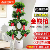 叹为观止大型盆栽金钱榕百合竹金钱树发财树清香木办公室内落地款中型植物 8字造型金钱榕1.4-1.6米（聚财树脂盆） 含盆