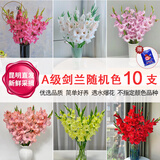 悦多彩优质水养鲜切花 母亲节三八节花束 昆明基地现采直发顺丰生活鲜花 剑兰 10支 （随机色）