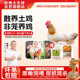 杨博士 皖南散养老母鸡组合 净重2.2斤 土鸡走地鸡整只一年源头直发包邮