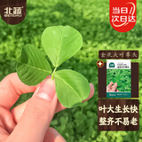 北蔬 金花大叶草头种子种苗黄花三叶草苜蓿菜籽 金花大叶草头种子10g