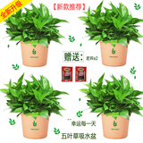 小冤家绿萝盆栽室内花卉绿植绿箩水养花卉盆景桌面办公客厅水培大叶绿色 180#五叶草吸水盆【四盆】肥料2包