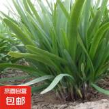 新韭菜根香韭菜根小叶韭菜根大叶韭菜根四季可栽好养活的庭院绿植 宽叶韭菜根200棵送肥