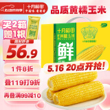 十月稻田 黄糯玉米4.4斤(220g*10根)  东北糯玉米 低脂礼盒 早餐杂粮
