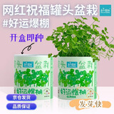 IAM City Farmer儿童种植小盆栽Diy趣味种植套装1个发芽快不可指定