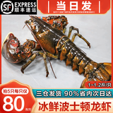 海泽鲜 鲜活波士顿龙虾 澳洲大龙虾鲜活冷冻波龙大虾 礼盒大虾年货礼盒 1斤 -1.2斤/只--活冻波龙