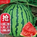 大禹懒汉西瓜种子苗特大适合南方早熟懒人8424麒麟瓜美都无籽水果蔬菜 美都西瓜种子50粒 品质好