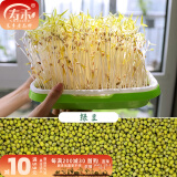 寿禾 芽菜种子萝卜四季春夏四季无土水培蔬菜豌豆芽 绿豆芽种子 500g