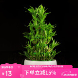 奥美优水仙花盆陶瓷铜钱草花盆一叶莲碗 睡莲水养水培花盆多肉花盆