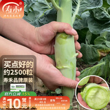 寿禾 大芯香菇芥兰种子鸡腿芥蓝紫芥兰蔬菜寿光农家夏秋播种菜种籽 甜脆鸡腿芥兰种子12g约2500粒