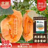 北蔬 哈密瓜种子苗新疆网纹瓜甜瓜香瓜春季种籽 留翠哈密瓜种子100粒
