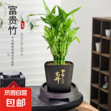 富贵竹盆栽植物室内净化空气绿植荷花竹办公室桌面四季好养小盆栽 荷花竹+节节高升盆+圆底座【1盆】 盆口直径约8cm