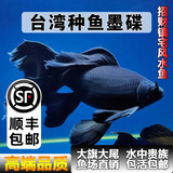 台湾贵妃纯种短身球体蝴蝶鲤鱼墨碟火红长尾观赏鱼冷水观赏鱼苗 黑色镇宅招财7-9厘米5条